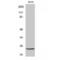 TNF Alpha Induced Protein 8 antibody, LS-C386450, Lifespan Biosciences, Western Blot image 