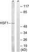 Heat Shock Transcription Factor 1 antibody, abx012899, Abbexa, Western Blot image 
