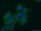 DnaJ Heat Shock Protein Family (Hsp40) Member A1 antibody, 11713-1-AP, Proteintech Group, Immunofluorescence image 