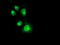 Neuroplastin antibody, TA504319, Origene, Immunofluorescence image 