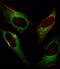 DNA Damage Inducible Transcript 3 antibody, LS-C167320, Lifespan Biosciences, Immunofluorescence image 