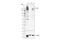 CF Transmembrane Conductance Regulator antibody, 78335S, Cell Signaling Technology, Western Blot image 