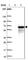 TRNA Splicing Endonuclease Subunit 2 antibody, HPA027268, Atlas Antibodies, Western Blot image 