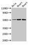 Sodium/potassium-transporting ATPase subunit beta-1 antibody, LS-C671148, Lifespan Biosciences, Western Blot image 