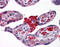 Msh Homeobox 2 antibody, 51-488, ProSci, Immunohistochemistry paraffin image 