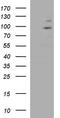 Jade Family PHD Finger 3 antibody, TA590529, Origene, Western Blot image 