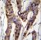 Zinc Finger And BTB Domain Containing 24 antibody, LS-C160717, Lifespan Biosciences, Immunohistochemistry frozen image 