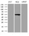 Thyroid Hormone Receptor Interactor 13 antibody, MA5-27201, Invitrogen Antibodies, Western Blot image 