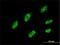 IQ Motif Containing GTPase Activating Protein 3 antibody, H00128239-M01, Novus Biologicals, Immunofluorescence image 