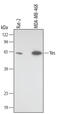 YES Proto-Oncogene 1, Src Family Tyrosine Kinase antibody, MAB32051, R&D Systems, Western Blot image 