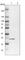 TBC1 Domain Family Member 7 antibody, HPA034748, Atlas Antibodies, Western Blot image 