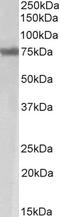  antibody, LS-C205036, Lifespan Biosciences, Western Blot image 