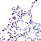 Heterogeneous Nuclear Ribonucleoprotein U antibody, GTX02839, GeneTex, Immunohistochemistry paraffin image 