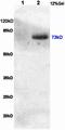 CREB Regulated Transcription Coactivator 1 antibody, orb5568, Biorbyt, Western Blot image 
