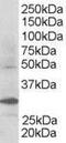 F-Box And WD Repeat Domain Containing 2 antibody, PA5-18189, Invitrogen Antibodies, Western Blot image 