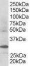 F-Box And WD Repeat Domain Containing 2 antibody, PA5-18189, Invitrogen Antibodies, Western Blot image 