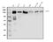 Laminin Subunit Gamma 2 antibody, PA1582, Boster Biological Technology, Western Blot image 