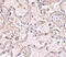 GST 7-7 antibody, 4413, ProSci, Immunohistochemistry paraffin image 