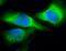 Serpin Family H Member 1 antibody, orb99078, Biorbyt, Immunofluorescence image 