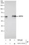Calcium Binding And Coiled-Coil Domain 2 antibody, NBP2-43696, Novus Biologicals, Immunoprecipitation image 