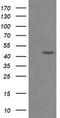 Indoleamine 2,3-Dioxygenase 1 antibody, TA506402, Origene, Western Blot image 