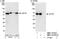Torsin 1A Interacting Protein 1 antibody, NBP1-19122, Novus Biologicals, Western Blot image 