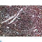 Cullin 1 antibody, LS-C813828, Lifespan Biosciences, Immunohistochemistry paraffin image 