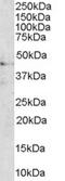 Melanocortin 3 Receptor antibody, EB06726, Everest Biotech, Western Blot image 