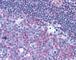 CD40 Molecule antibody, 49-201, ProSci, Immunohistochemistry frozen image 