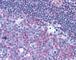 CD40 Molecule antibody, 49-201, ProSci, Immunohistochemistry frozen image 