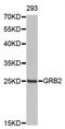 Growth Factor Receptor Bound Protein 2 antibody, LS-C330766, Lifespan Biosciences, Western Blot image 