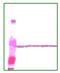 Beta-Actin antibody, MBS850142, MyBioSource, Western Blot image 