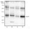 Synaptonemal Complex Protein 3 antibody, NBP2-23487, Novus Biologicals, Western Blot image 