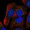 Synaptotagmin 15 antibody, NBP2-56892, Novus Biologicals, Immunofluorescence image 