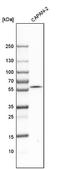 TNF Receptor Superfamily Member 1B antibody, NBP1-88139, Novus Biologicals, Western Blot image 