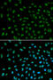 Damage Specific DNA Binding Protein 2 antibody, A01430-1, Boster Biological Technology, Immunofluorescence image 
