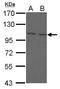 FCRH5 antibody, LS-C155343, Lifespan Biosciences, Western Blot image 