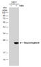 Neurotrophin 4 antibody, GTX133792, GeneTex, Western Blot image 