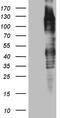 Tetratricopeptide Repeat Domain 14 antibody, TA808787S, Origene, Western Blot image 