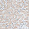 Acyl-CoA Dehydrogenase Long Chain antibody, 14-568, ProSci, Immunohistochemistry frozen image 