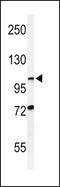 HIF1-alpha antibody, LS-C166866, Lifespan Biosciences, Western Blot image 