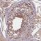 SNF Related Kinase antibody, PA5-59897, Invitrogen Antibodies, Immunohistochemistry frozen image 