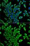 Integrin Subunit Alpha 2b antibody, GTX54337, GeneTex, Immunocytochemistry image 