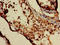Decapping Exoribonuclease antibody, orb48144, Biorbyt, Immunohistochemistry paraffin image 