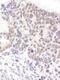Serine And Arginine Rich Splicing Factor 6 antibody, NBP2-04142, Novus Biologicals, Immunohistochemistry paraffin image 