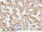 VAMP Associated Protein B And C antibody, 10754-RP02, Sino Biological, Immunohistochemistry frozen image 