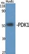Pyruvate Dehydrogenase Kinase 1 antibody, A01268, Boster Biological Technology, Western Blot image 