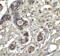 BCL2 Binding Component 3 antibody, 3043, ProSci Inc, Immunohistochemistry paraffin image 