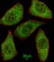 Methionine Sulfoxide Reductase A antibody, LS-C100908, Lifespan Biosciences, Immunofluorescence image 