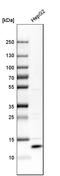 Selenoprotein K antibody, HPA008196, Atlas Antibodies, Western Blot image 
